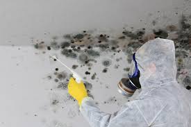 Reliable Cudjoe Key, FL Mold Remediation Solutions